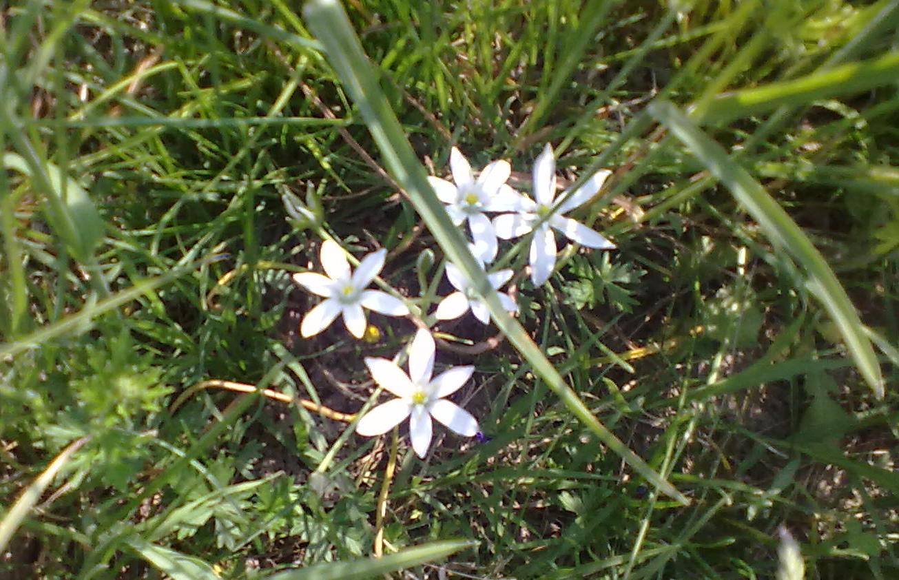 Fiori bianchi - Ornithogalum sp.